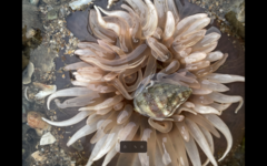 Paracondylactis sinensis