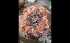 Paracondylactis sinensis