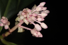 Ardisia opegrapha