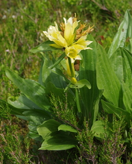Gentiana burseri burseri