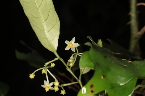 Solanum tuerckheimii
