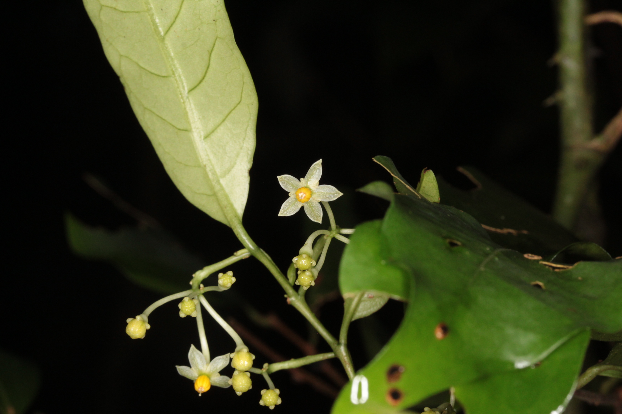 Solanum tuerckheimii