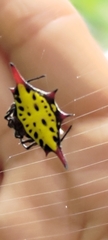 Gasteracantha sauteri