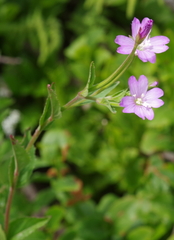 Epilobium obscurum