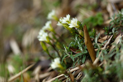 Gentiana scabrida