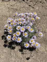 Townsendia florifera