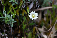 Gentiana scabrida