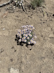 Townsendia florifera