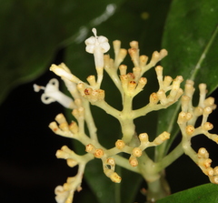 Palicourea valeriana