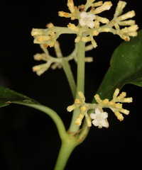 Palicourea valeriana