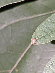 Demotina modesta