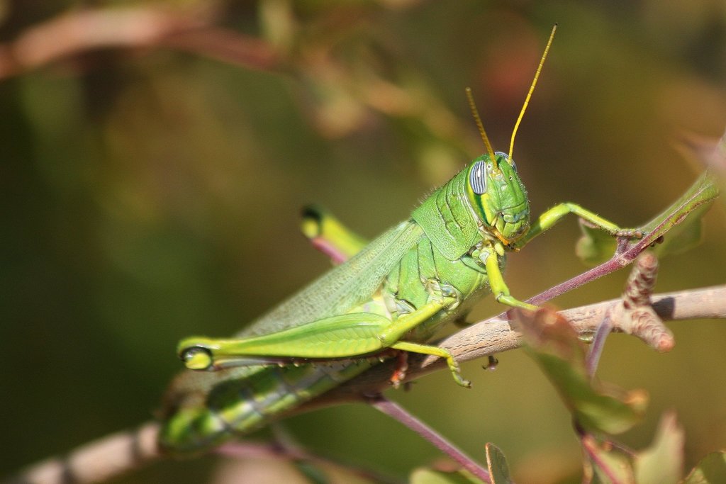 Green Bird Grasshopper
