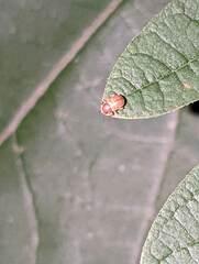 Demotina modesta