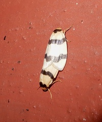 Padenia transversa