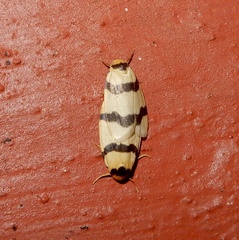 Padenia transversa