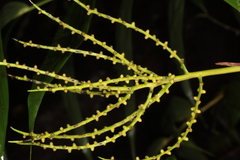 Chamaedorea pinnatifrons