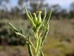 Senecio glossanthus