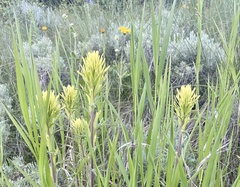 Castilleja thompsonii