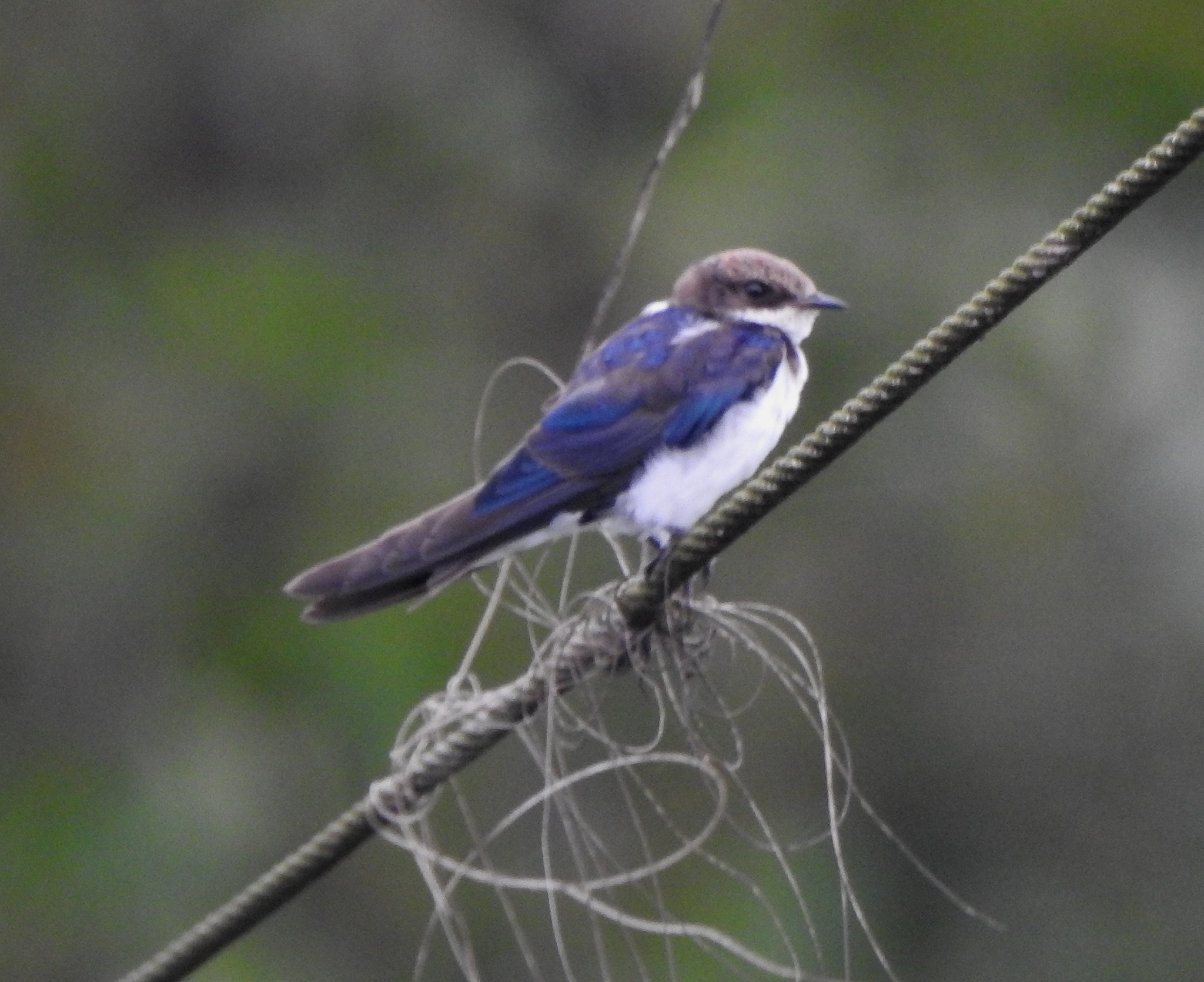 Wire-tailed Swallow