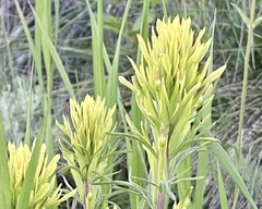 Castilleja thompsonii