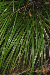 Carex hamata