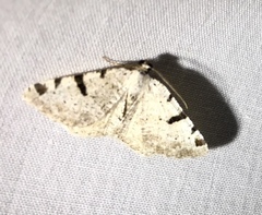 Macaria subcessaria