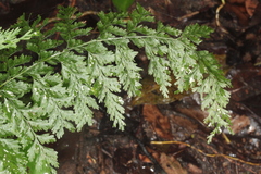 Hymenophyllum demissum