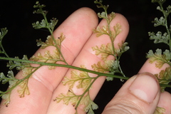 Hymenophyllum demissum