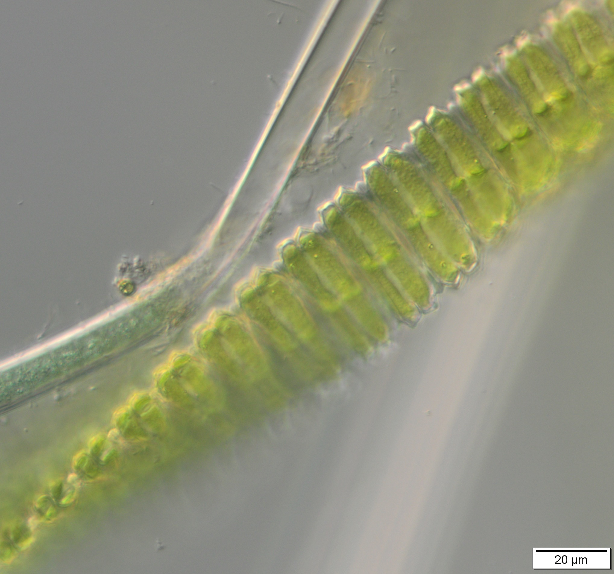 Desmidium swartzii