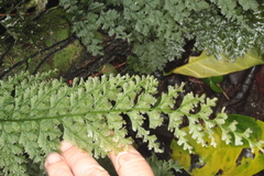 Hymenophyllum demissum