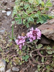 Thymus linearis