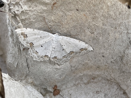 piadica okrášlená (Scopula ornata)