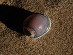 Semicassis bisulcata