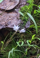 Dendrobium leptocladum