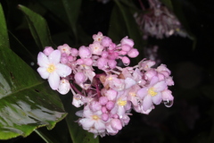 Ardisia opegrapha