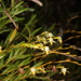 Epidendrum paranthicum - Photo (c) Stephanie Lyon, some rights reserved (CC BY-NC), uploaded by Stephanie Lyon