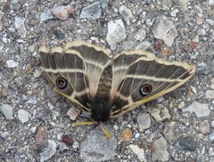 Agapema homogena