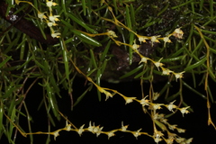 Epidendrum paranthicum