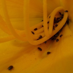 Brassicogethes aeneus