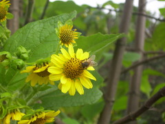 Smallanthus pyramidalis
