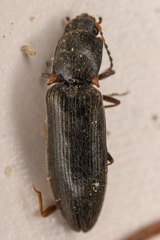 Ctenicera angularis