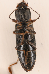 Ctenicera angularis