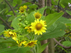 Smallanthus pyramidalis