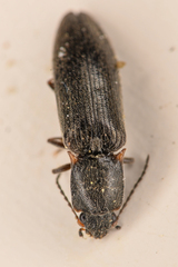 Ctenicera angularis