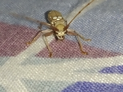 Olenecamptus bilobus