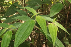 Miconia lacera