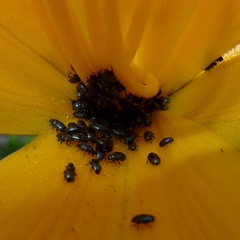 Brassicogethes aeneus