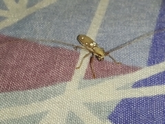 Olenecamptus bilobus