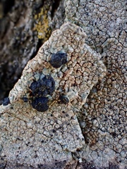 Amandinea