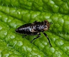 Bathysmatophorinae